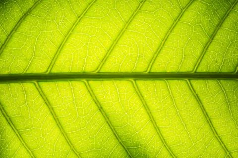 Background pattern of leaf Foto stock