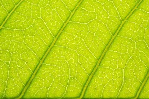 Background pattern of leaf Foto stock