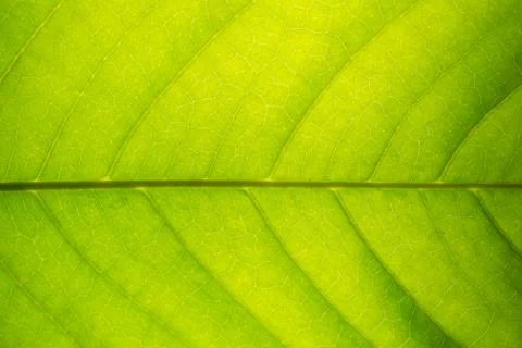 Background pattern of leaf Foto stock