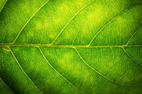Background pattern of leaf Foto stock