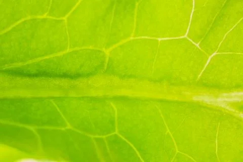 Background pattern of leaf Stock Photos