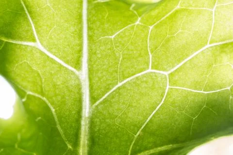 Background pattern of leaf Foto stock