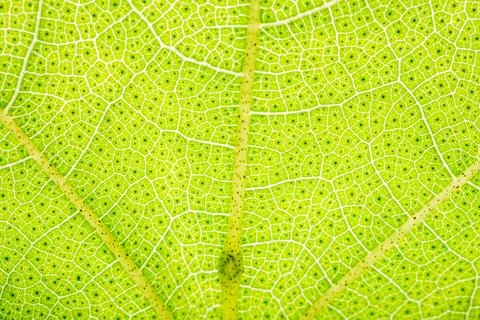 Background pattern of leaf Stock Photos