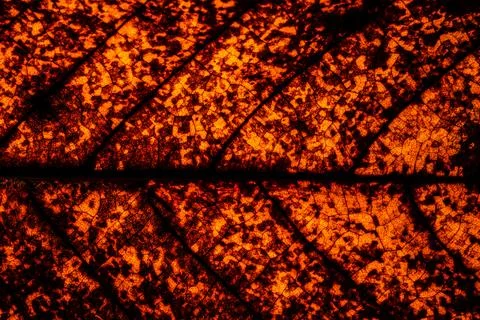 Background pattern of leaf Stock Photos