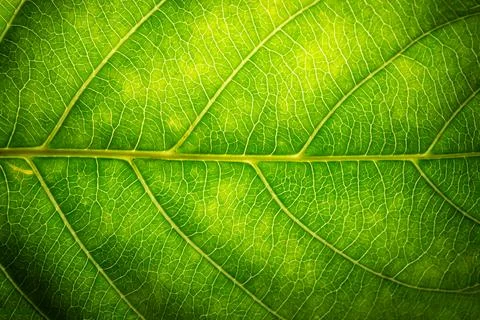 Background pattern of leaf Stock Photos