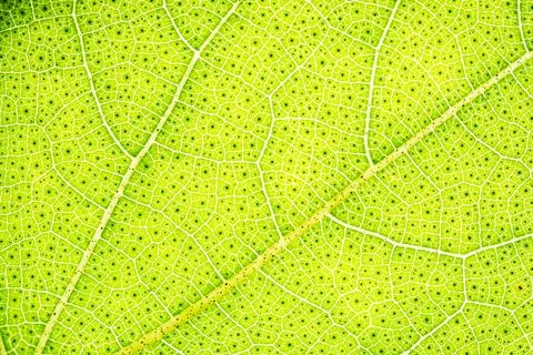 Background pattern of leaf Photos