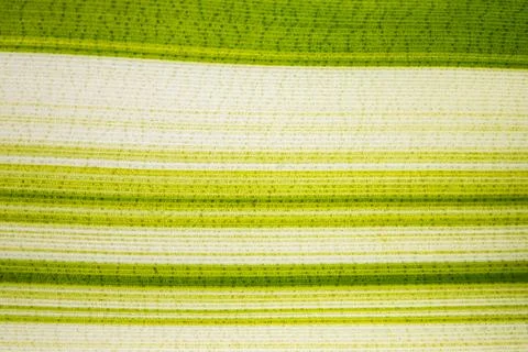 Background pattern of leaf Stock Photos