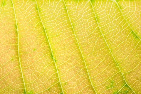 Background pattern of leaf Stock Photos