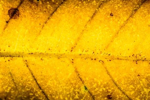 Background pattern of leaf Stock Photos