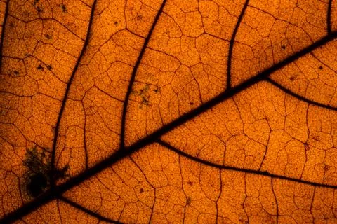 Background pattern of leaf 스톡 사진