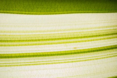 Background pattern of leaf Stock Photos