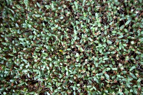 Background pattern leafs with germinating seeds Stock Photos