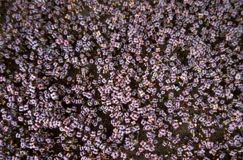 Background pattern leafs with germinating seeds Stock Photos