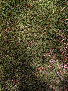 Background pattern mosses Stock-Fotos