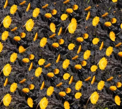 Background pattern out of coltsfoot spring sunny flowers in  daytime Stock Photos