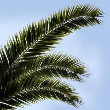 Background pattern of palm tree leaves against blue sky and clouds Stock Photos
