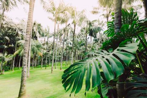 Background of pattern palm trees and leaves. Stock Photos