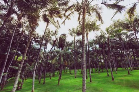 Background of pattern palm trees. Foto stock