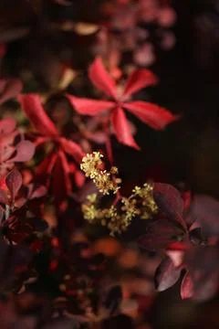 Background with pattern of Parthenocissus leaves Stock-Fotos