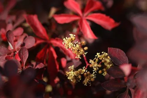 Background with pattern of Parthenocissus leaves Stock Photos