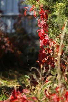 Background with pattern of Parthenocissus leaves Stock Photos