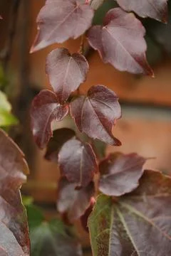 Background with pattern of Parthenocissus leaves Stock Photos