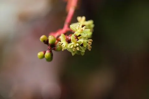 Background with pattern of Parthenocissus leaves Stock Photos