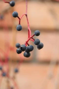 Background with pattern of Parthenocissus leaves Foto stock