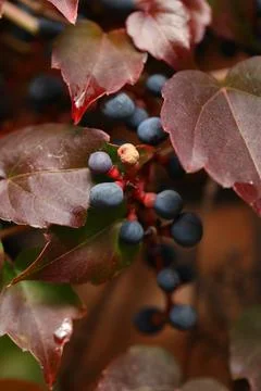 Background with pattern of Parthenocissus leaves Stock Photos