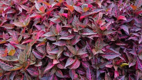 Background pattern from plant Iresine diffusa also known as Jubas bush, Blo.. Stock Photos