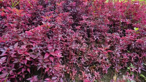 Background pattern from plant Iresine diffusa also known as Jubas bush, Blo.. Foto stock