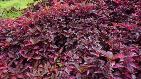 Background pattern from plant Iresine diffusa also known as Jubas bush, Blo.. Stock Photos