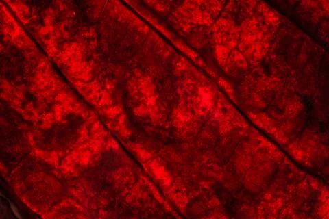 Background pattern of red leaf Foto stock