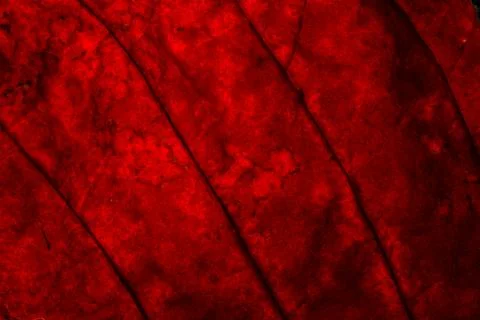 Background pattern of red leaf Foto stock