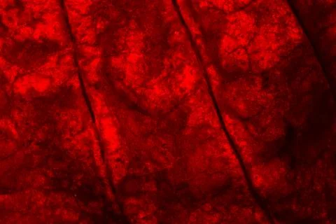 Background pattern of red leaf Foto stock