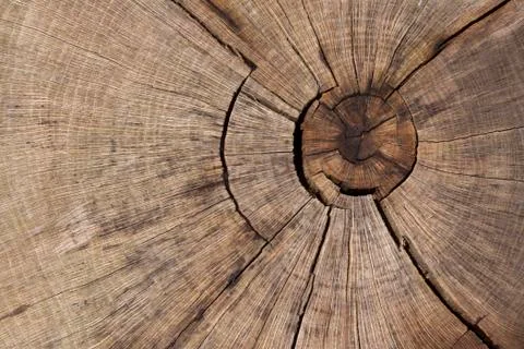 Background pattern of rings from a tree Stock Photos