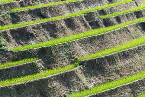 Background pattern of Sapa rice terraces in Lao Cai province, Vietnam Stock Photos