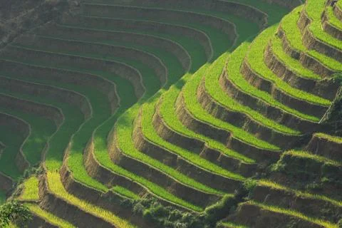 Background pattern of Sapa rice terraces in Lao Cai province, Vietnam Stock Photos