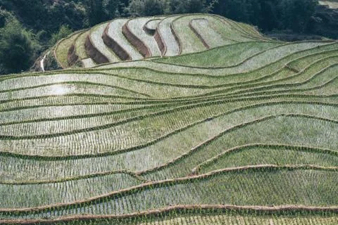 Background pattern of Sapa rice terraces in Lao Cai province, Vietnam Stock Photos