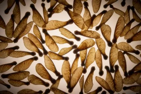 A background pattern of sycamore seeds Stock Photos