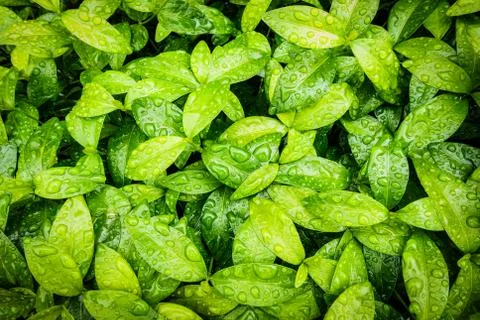 Background pattern texture of green leaf with different water drops wallpaper 스톡 사진