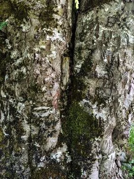 Background pattern tree bark Stock Photos