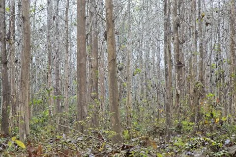 Background pattern of trees in forest forming natural lines and patterns Laos Stock Photos