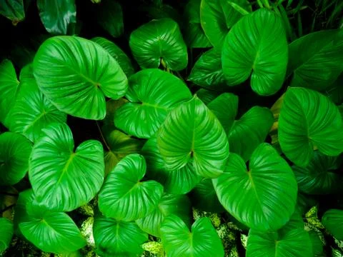 Background pattern of tropical dark green leaves, nature background concept. Stock Photos