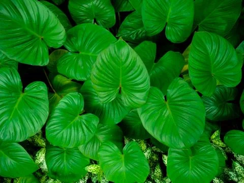Background pattern of tropical dark green leaves, nature background concept. Stock Photos
