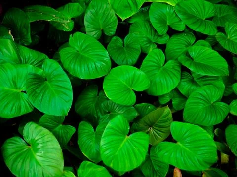 Background pattern of tropical dark green leaves, nature background concept. Stock Photos