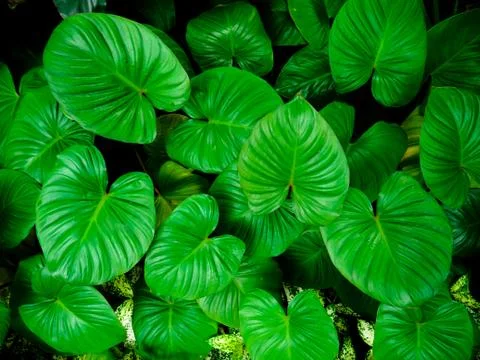 Background pattern of tropical dark green leaves, nature background concept. Stock Photos