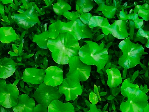 Background pattern of tropical dark green leaves. Stock Photos