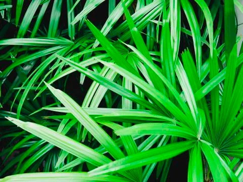Background pattern of tropical dark green leaves, nature background concept. Stock Photos