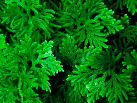 Background pattern of tropical dark green leaves, nature background concept. Stock Photos